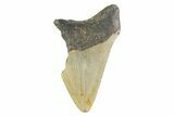 Partial, Fossil Megalodon Tooth - North Carolina #373178-1